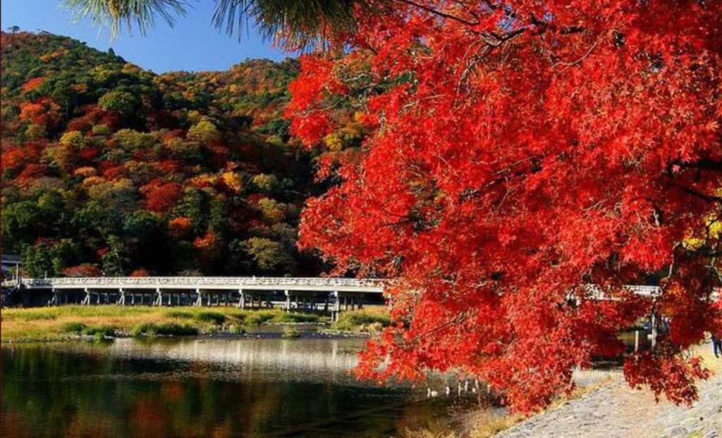 嵐山の紅葉21の見頃時期はいつからいつまで 現在の状況から予想 トレンディ伝伝