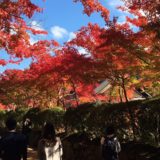 高野山紅葉混雑