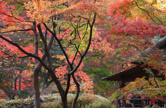 六義園紅葉見頃時期は ライトアップの混雑を避ける方法紹介 トレンディ伝伝