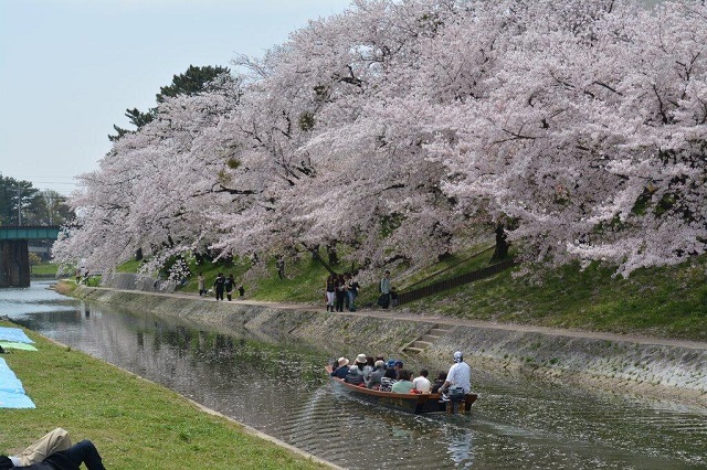 岡崎公園桜まつりの屋台や駐車場の情報をお届け 夜のライトアップの時間帯は トレンディ伝伝