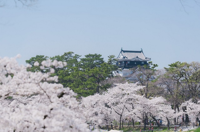 岡崎公園桜まつりの屋台や駐車場の情報をお届け 夜のライトアップの時間帯は トレンディ伝伝