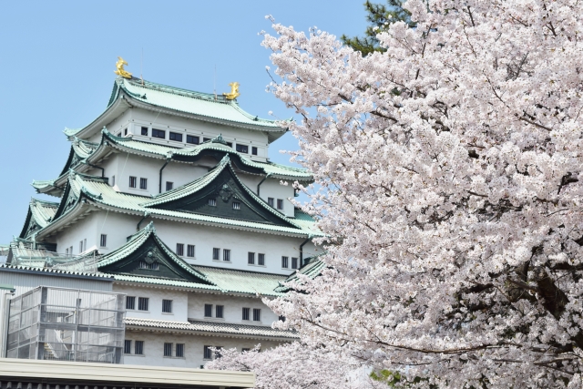 名古屋城桜まつりの屋台や駐車場の情報をお届け 夜のライトアップの時間帯は トレンディ伝伝