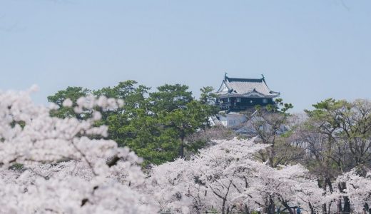岡崎公園桜まつり2020の屋台や駐車場の情報をお届け！夜のライトアップの時間帯は？