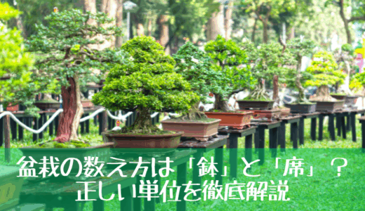 盆栽の数え方は「鉢」と「席」？意外と知らない正しい単位を徹底解説